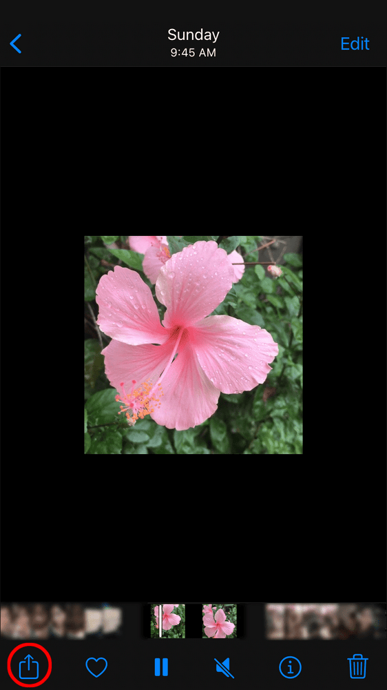 6282c9f56ecc6 طريقة إرسال مقطع فيديو في فيسبوك ماسنجر