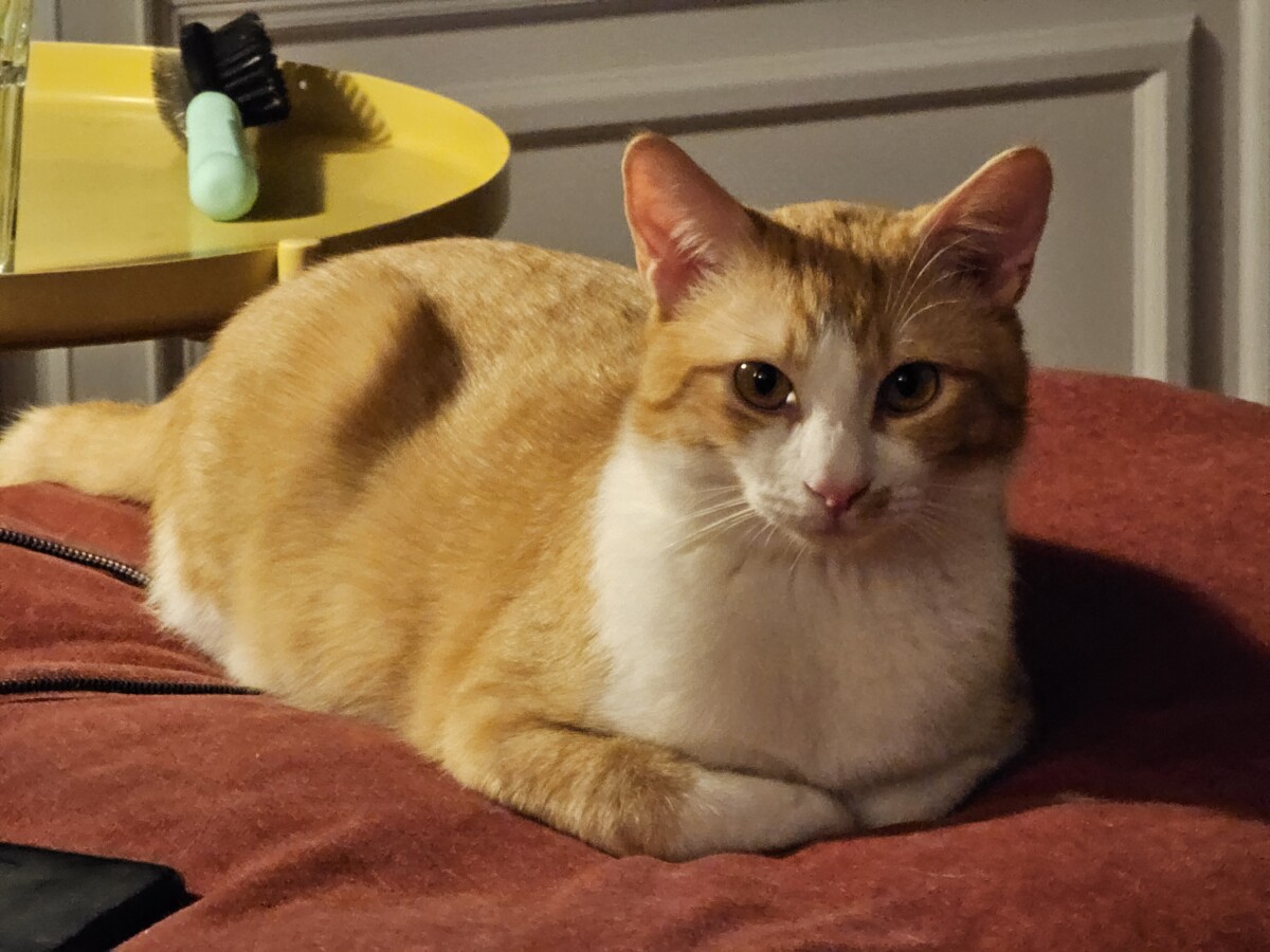 cat photo by s23 ultra